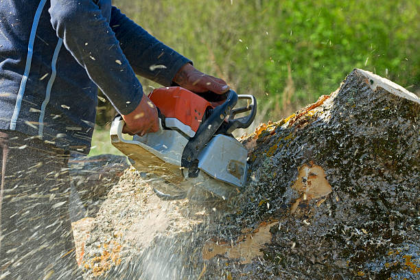 Professional Tree Services in Vandenberg Af, CA